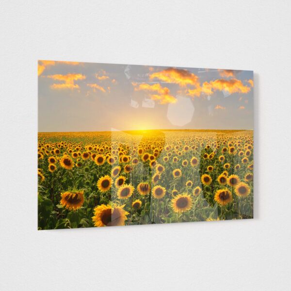 Sticla - Sunflowers